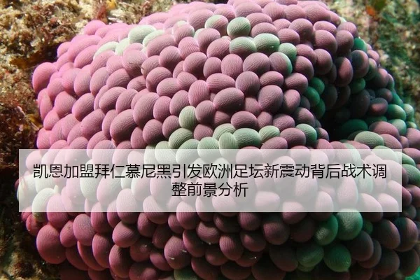 凯恩加盟拜仁慕尼黑引发欧洲足坛新震动背后战术调整前景分析